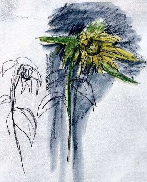 Norfolk: sunflowers